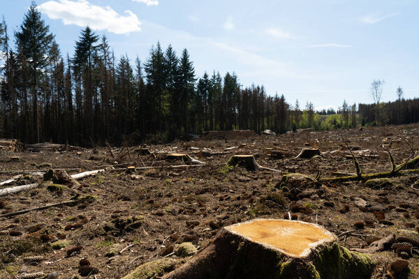 вырубленные деревья символизируют гибель лесов в Германии из-за периодов сильной жары и засухи