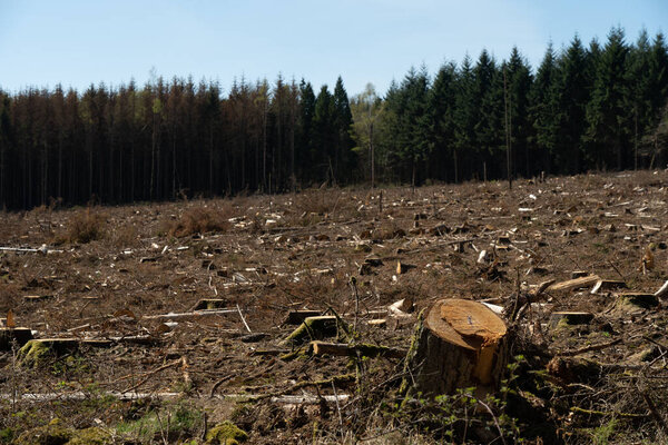 вырубленные деревья символизируют гибель лесов в Германии из-за периодов сильной жары и засухи
