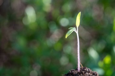 Temiz bir dünyanın temiz enerji devrimi için tohum yetiştirme sembolü