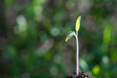 Temiz bir dünyanın temiz enerji devrimi için tohum yetiştirme sembolü
