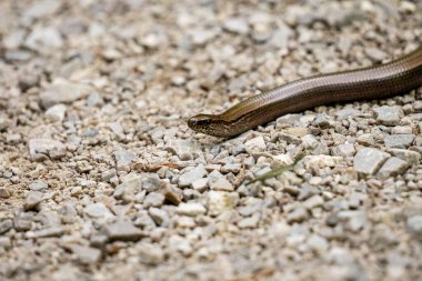 Almanya, Bavyera 'da çakıllı bir yolda kör bir solucana yakın çekim
