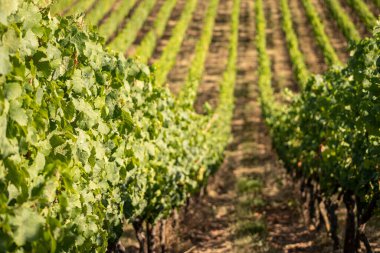 Ruedesheim yakınlarındaki Ren Nehri boyunca uzanan güzel yamaçlar ve Almanya 'daki niederwald anıtı.