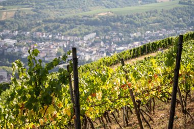 Ruedesheim yakınlarındaki Ren Nehri boyunca uzanan güzel yamaçlar ve Almanya 'daki niederwald anıtı.