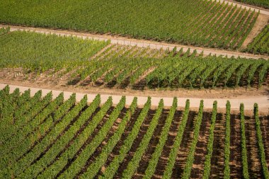 Ruedesheim yakınlarındaki Ren Nehri boyunca uzanan güzel yamaçlar ve Almanya 'daki niederwald anıtı.