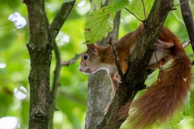 red squirrel sitting on a tree in hesse germany clipart