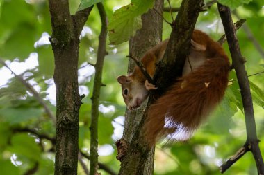 Kırmızı sincap Almanya 'da bir ağaçta oturuyor.