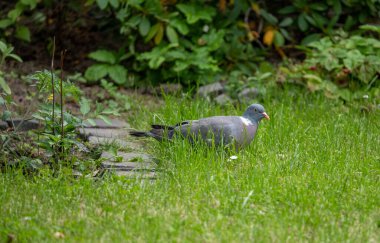 Güvercin yazın bahçede çim tohumu arıyor, Almanya