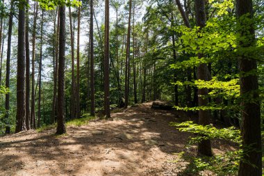Pfaelzer wald ağaç tepelerinin güzel manzarası, rheinland-pfalz, Almanya
