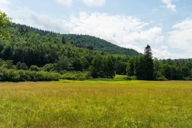 Pfaelzer wald ağaç tepelerinin güzel manzarası, rheinland-pfalz, Almanya