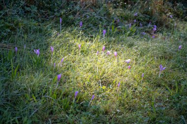 Yazın, zugspitze, bavyera, Almanya yakınlarındaki yeşil bir çayırda güneş ışığındaki mor kır çiçekleri.