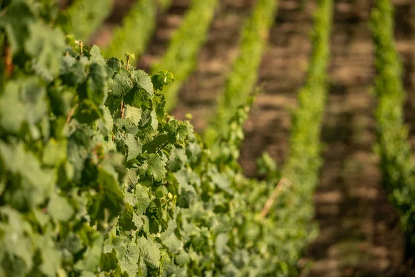 Bella Collina Vigneti Lungo Fiume Reno Vicino Ruedesheim Monumento Niederwald — Foto Stock