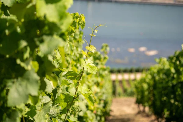 Bella Collina Vigneti Lungo Fiume Reno Vicino Ruedesheim Monumento Niederwald — Foto Stock