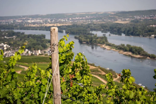 Hermosos Viñedos Ladera Largo Del Río Rin Cerca Ruedesheim Monumento —  Fotos de Stock