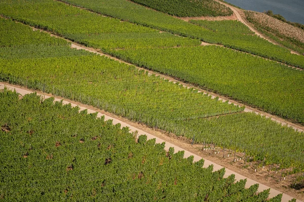 Bella Collina Vigneti Lungo Fiume Reno Vicino Ruedesheim Monumento Niederwald — Foto Stock