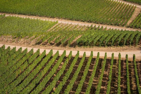 Bella Collina Vigneti Lungo Fiume Reno Vicino Ruedesheim Monumento Niederwald — Foto Stock