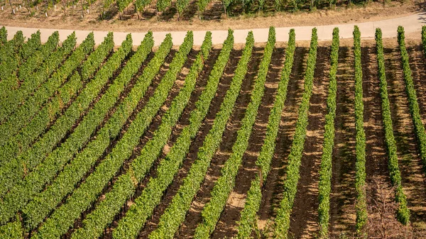 Bella Collina Vigneti Lungo Fiume Reno Vicino Ruedesheim Monumento Niederwald — Foto Stock