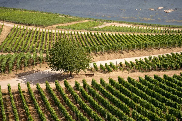 Bella Collina Vigneti Lungo Fiume Reno Vicino Ruedesheim Monumento Niederwald — Foto Stock