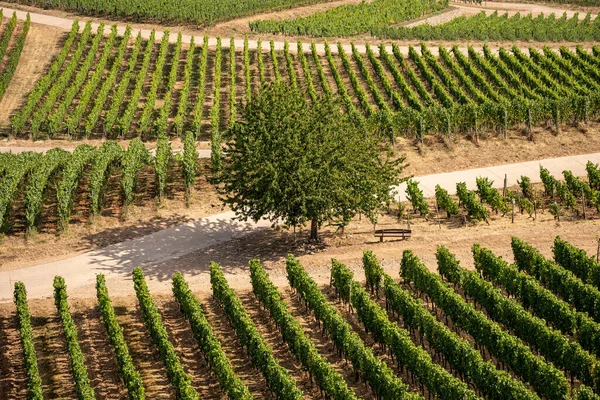 Bella Collina Vigneti Lungo Fiume Reno Vicino Ruedesheim Monumento Niederwald — Foto Stock