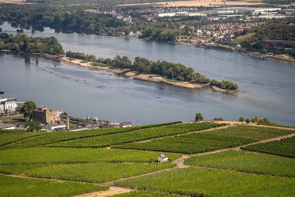 Uitzicht Heuvelachtige Wijngaarden Langs Rijn Het Uitgestrekte Aue Eiland Rhine — Stockfoto