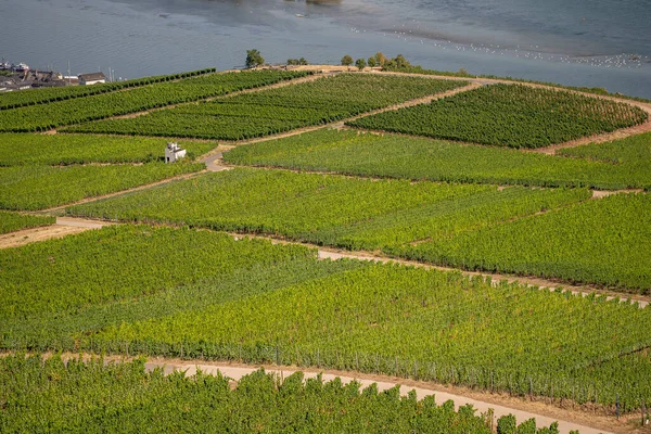 Bella Collina Vigneti Lungo Fiume Reno Vicino Ruedesheim Monumento Niederwald — Foto Stock