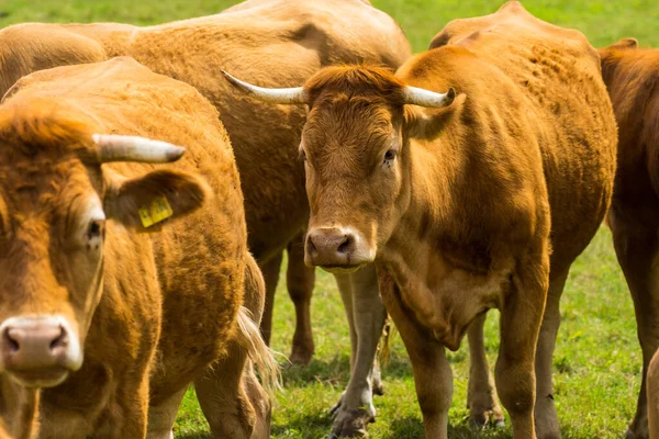 Braune Kühe Auf Einer Grünen Wiese Sommer Pfalz Deutschland — Stockfoto