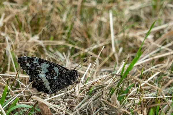 Zbliżenie Monarchy Motyla Spoczywającego Brązowej Trawie Pfalz Germany — Zdjęcie stockowe