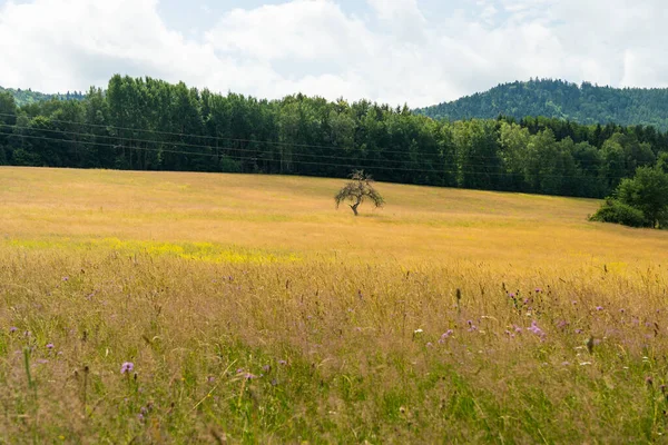 Schöne Landschaft Des Pfälzer Waldes Rheinland Pfalz Deutschland — Stockfoto