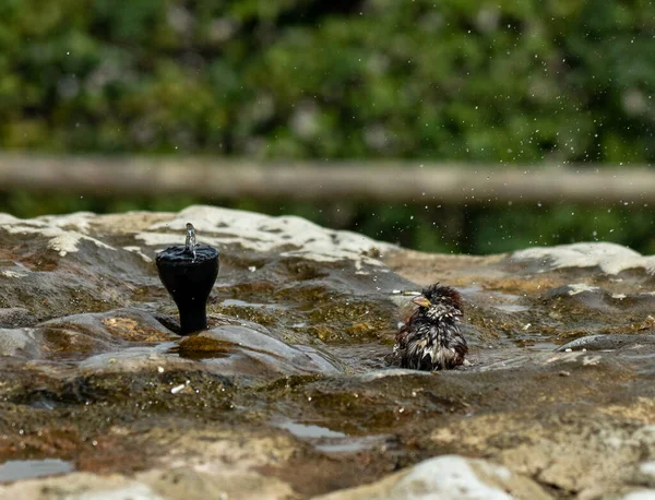 Serçeler Kuş Banyosunda Yıkanıyor Sıçrıyor — Stok fotoğraf