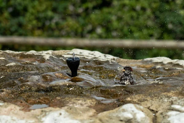 Serçeler Kuş Banyosunda Yıkanıyor Sıçrıyor — Stok fotoğraf