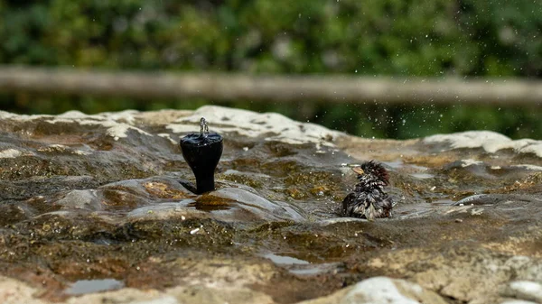 Serçeler Kuş Banyosunda Yıkanıyor Sıçrıyor — Stok fotoğraf