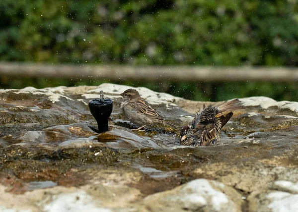 Домашние Воробьи Купаются Птичьей Ванне Брызгая Водой — стоковое фото