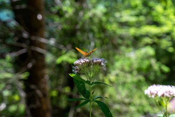 Cesarski Płaszcz Motyla Spoczywający Purpurowym Kwiecie Bawarii Niemcy — Zdjęcie stockowe