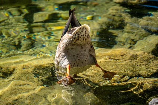 Almanya Bavyera Bir Gölde Yemek Için Dalış Yapan Bir Ördek — Stok fotoğraf