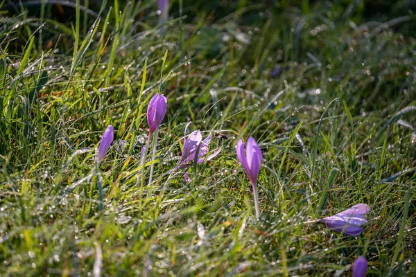 Fleurs Crocus Violet Dans Lumière Soleil Sur Une Prairie Verte — Photo