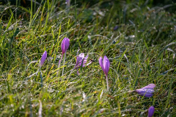 Flores Croco Roxo Luz Sol Prado Verde Verão Perto Zugspitze — Fotografia de Stock