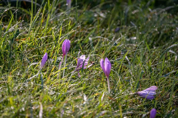 Fleurs Crocus Violet Dans Lumière Soleil Sur Une Prairie Verte — Photo