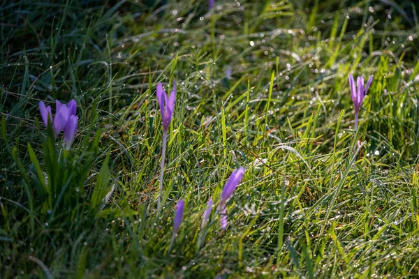 Lila Krokusblüten Sonnenlicht Auf Einer Grünen Wiese Der Nähe Der — Stockfoto