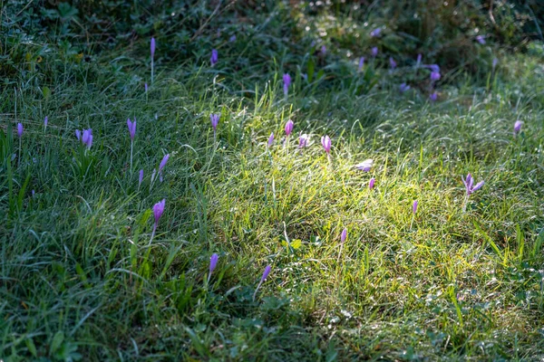 Lila Krokusblüten Sonnenlicht Auf Einer Grünen Wiese Der Nähe Der — Stockfoto