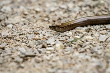 Almanya, Bavyera 'da çakıllı bir yolda kör bir solucana yakın çekim