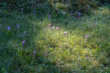 Yazın, zugspitze, bavyera, Almanya yakınlarındaki yeşil bir çayırda güneş ışığındaki mor kır çiçekleri.