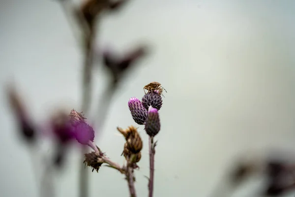 Ein Roter Käfer Der Sommer Der Isar Auf Einer Violetten — Stockfoto