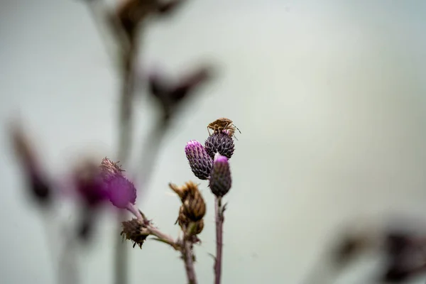 Een Rode Wants Rustend Een Paarse Bloem Zomer Bij Rivier — Stockfoto