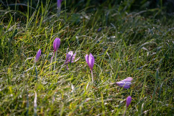 Lila Krokusblüten Sonnenlicht Auf Einer Grünen Wiese Der Nähe Der — Stockfoto