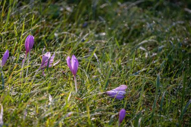 Yazın, zugspitze, bavyera, Almanya yakınlarındaki yeşil bir çayırda güneş ışığındaki mor kır çiçekleri.
