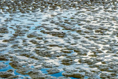 Kuzey Denizi 'nin çorak sularında deniz manzarası ve Almanya' da yiyecek arayan bir istiridye avcısı kuşu.