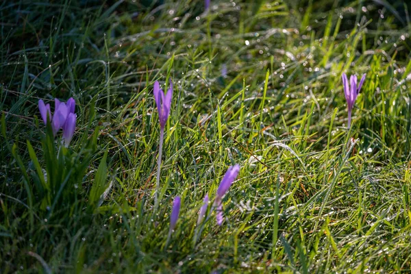 Paarse Krokus Bloemen Het Zonlicht Een Groene Weide Zomer Buurt — Stockfoto