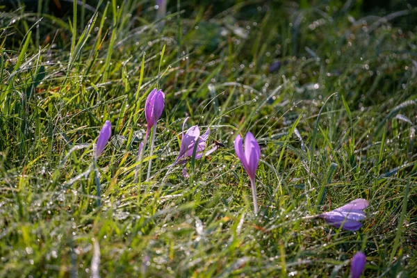 Lila Krokusblüten Sonnenlicht Auf Einer Grünen Wiese Der Nähe Der — Stockfoto