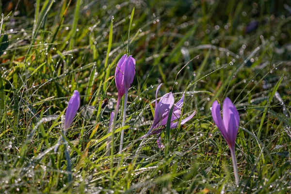 Lila Krokusblüten Sonnenlicht Auf Einer Grünen Wiese Der Nähe Der — Stockfoto