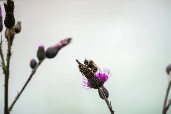 Бджола Відпочиває Пурпуровій Квітці Влітку Біля Річки Ісар Зародок — стокове фото
