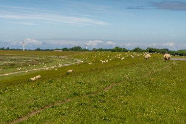 Kuzey denizindeki hendekte dinlenen ve otlayan koyunlar.